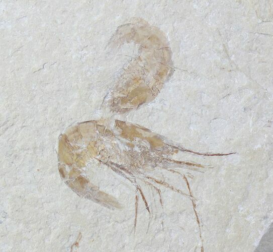 Cretaceous Fossil Shrimp Carpopenaeus - Lebanon #20901